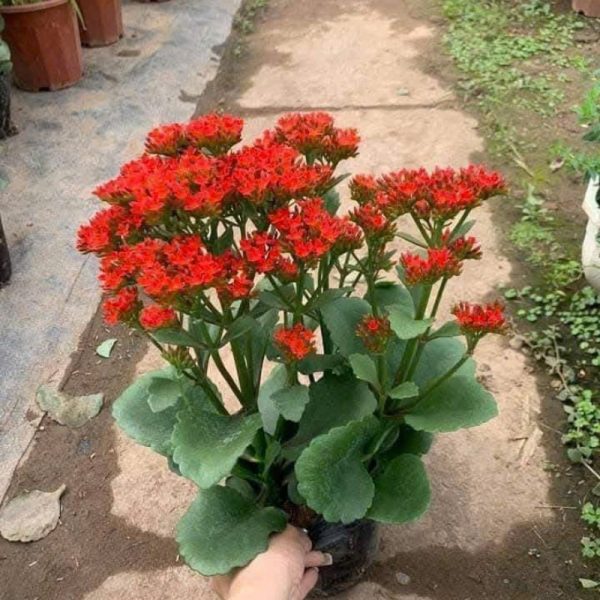 Cây hoa sống đời