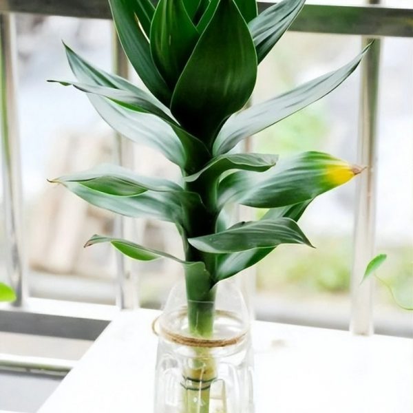 Cây phát tài búp sen (cây thần tài)