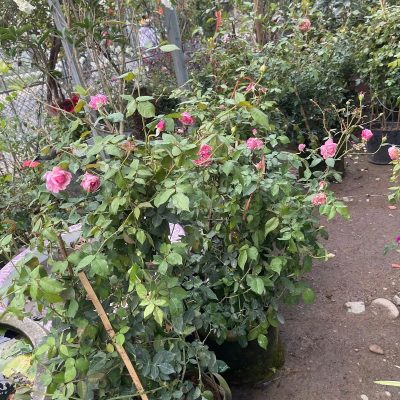 cahm-soc-hoa-hong (1)