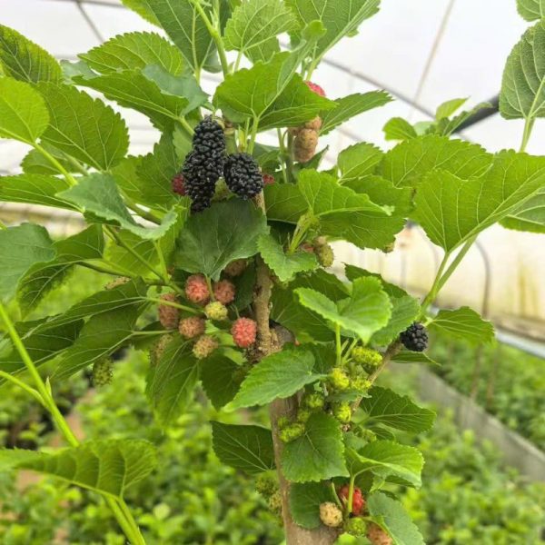 Cây dâu tằm Đài Loan