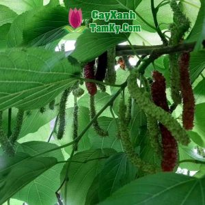 cay-dau-tam-dai-loan (4)