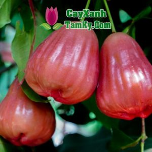 cay-man-hong-soc-trang (1)