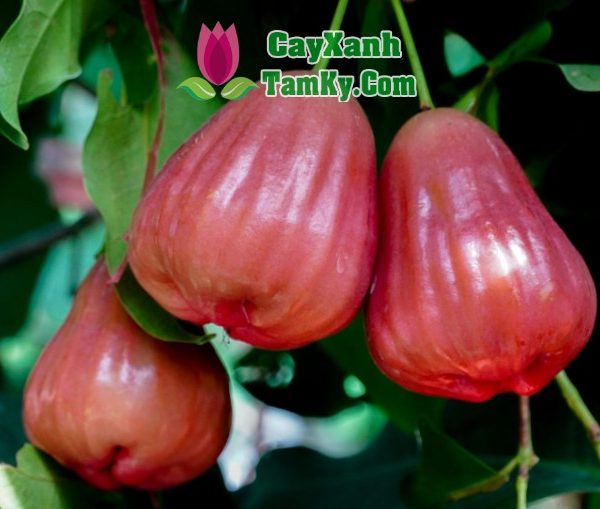 Cây mận hồng Sóc Trăng