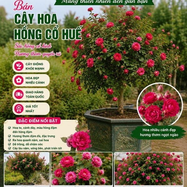 Cây hoa hồng cổ Huế