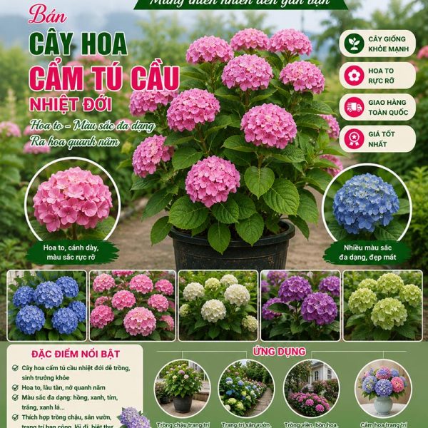 Cây hoa cẩm tú cầu nhiệt đới