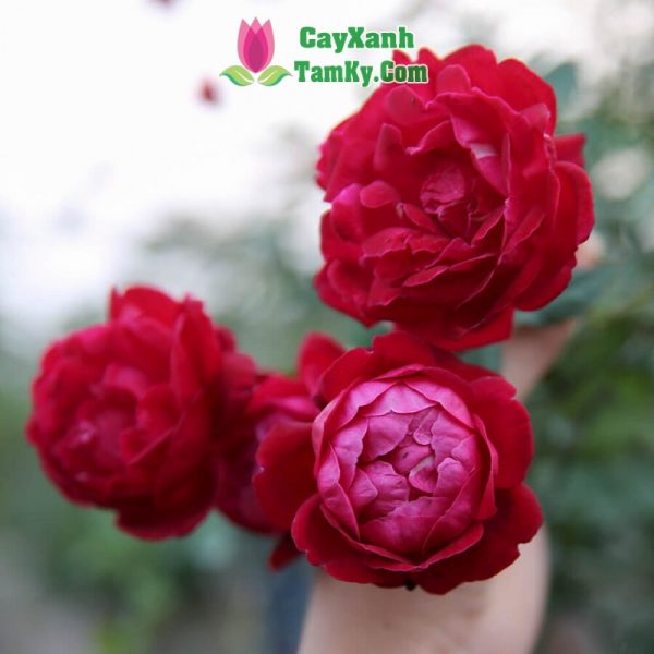 Cây hoa hồng cổ Huế