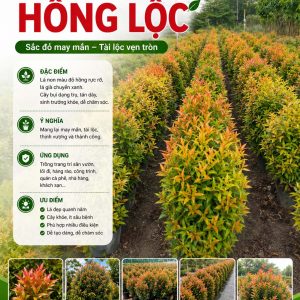 hong-loc