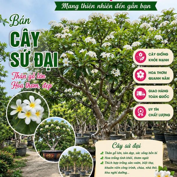 Cây sứ đại - Đặc điểm, ý nghĩa, công dụng, cách trồng và chăm sóc cây sứ đại