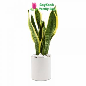 cay-luoi-ho (1)