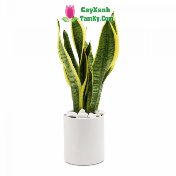 Cây lưỡi hổ