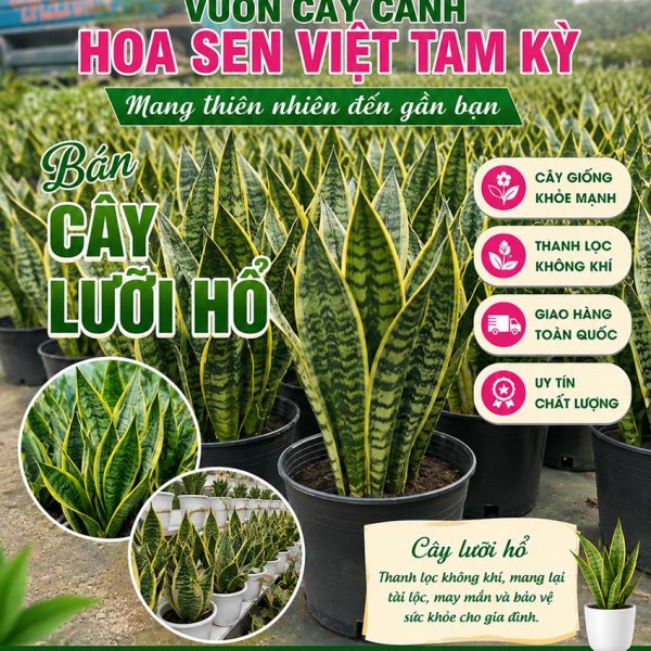 Cây lưỡi hổ