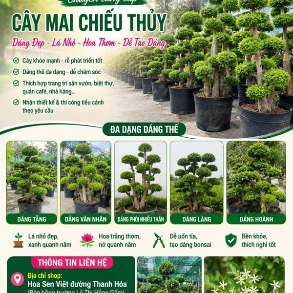 Cây mai chiếu thuỷ bonsai - Đặc điểm, ý nghĩa, công dụng, cách trồng và chăm sóc cây mai chiếu thuỷ bonsai