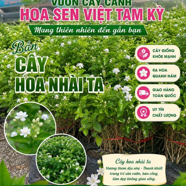 Cây hoa nhài ta