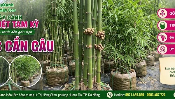 Cây trúc cần câu - Đặc điểm, ý nghĩa, công dụng, cách trồng và chăm sóc cây trúc cần câu