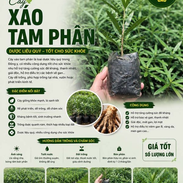 Cây xáo tam phân