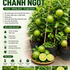 chanh-ngot