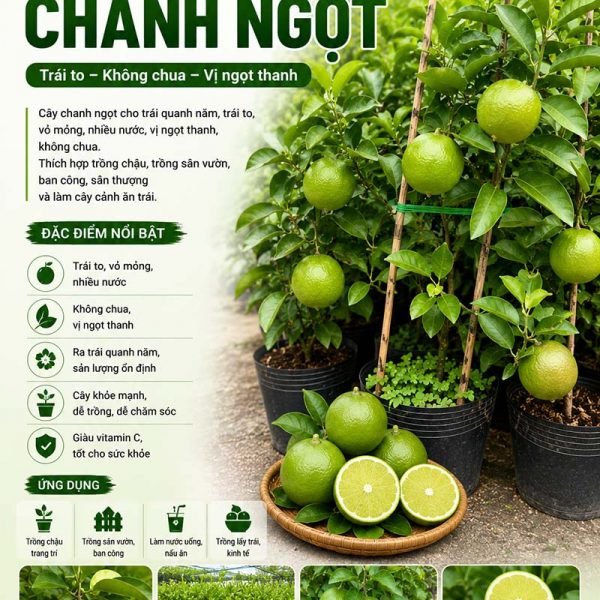 Cây chanh ngọt