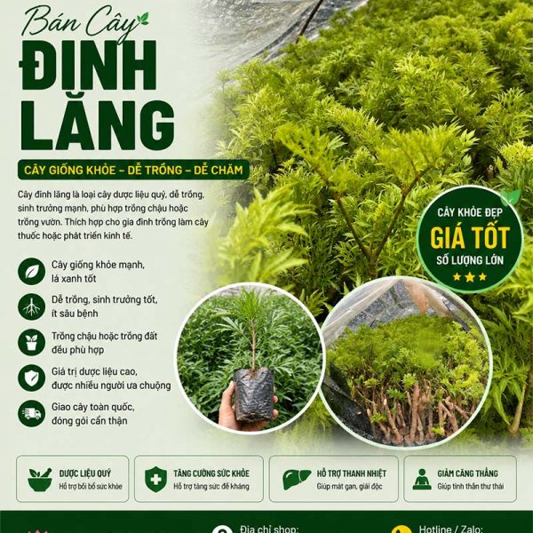 Cây đinh lăng