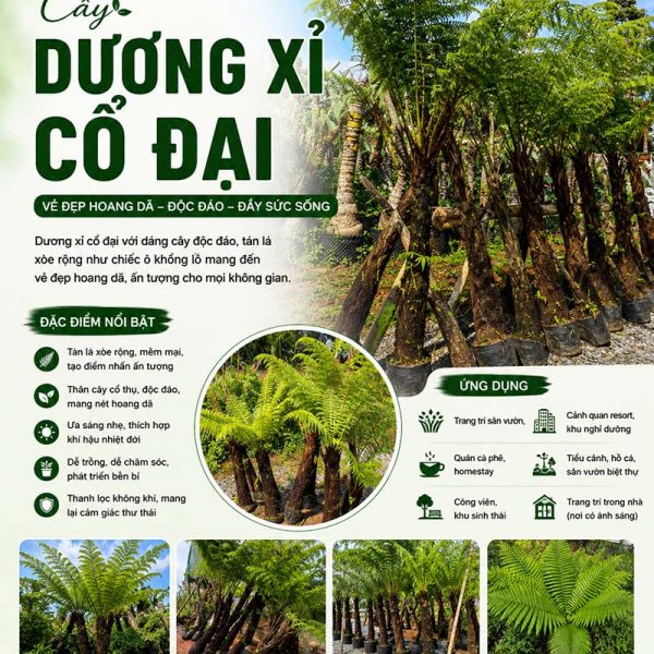 Cây dương xỉ cổ đại