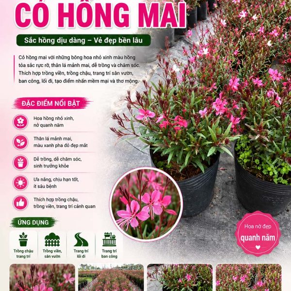 Cây cỏ hồng mai