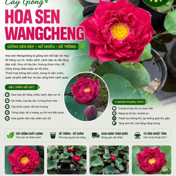 Cây Hoa Sen Wangcheng