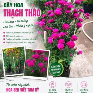 thach-thao