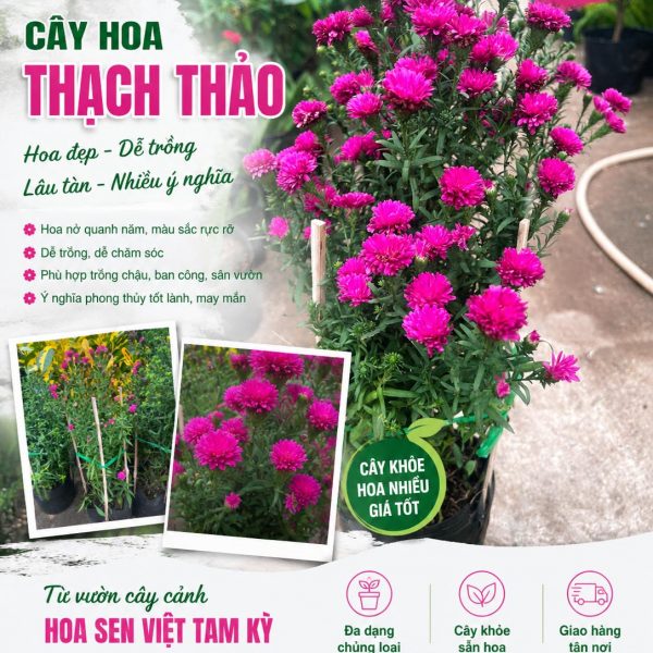 Cây hoa thạch thảo