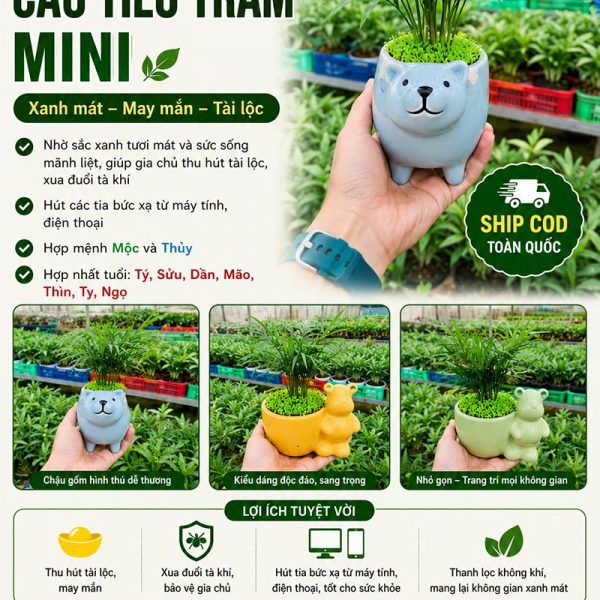 Cây cau tiểu trâm
