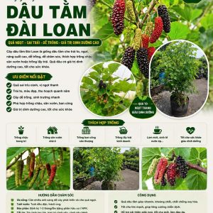 cay-dau-tam-dai-loan (5)