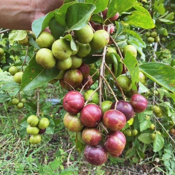 Cây hồng quân
