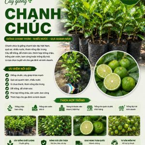 chanh-chuc