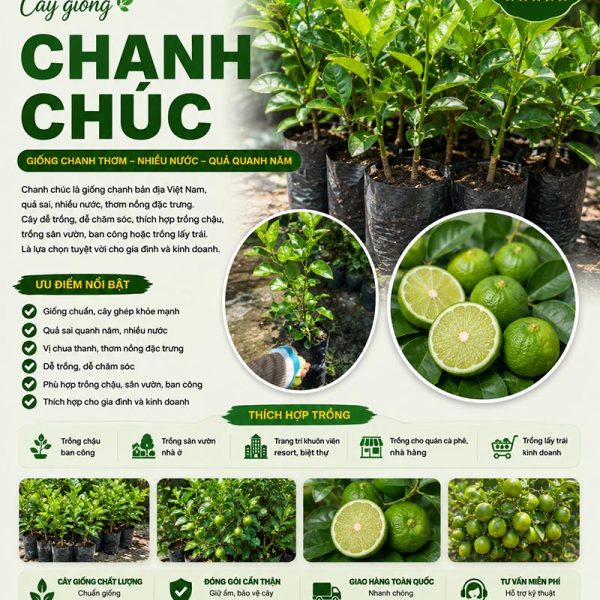 Cây chanh chúc