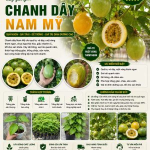 chanh-day-nam-my