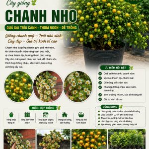 chanh-nho