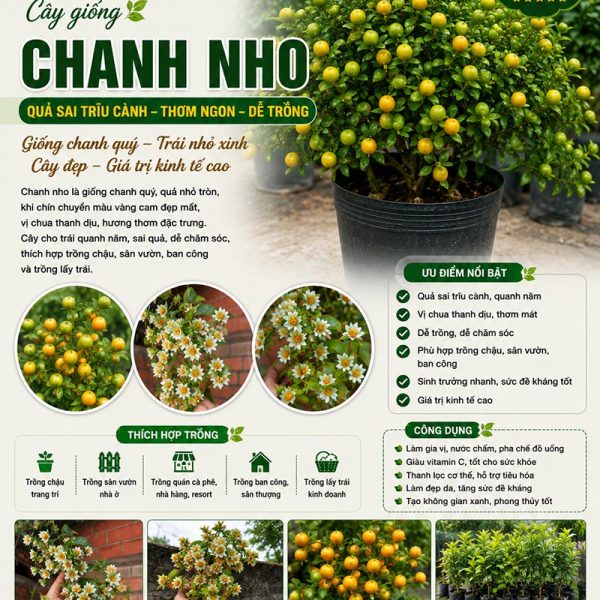 Cây chanh nho