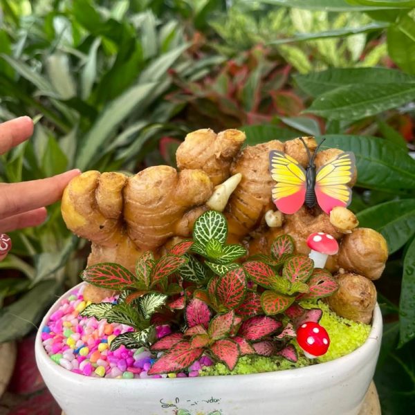 Cây củ gừng mix màu
