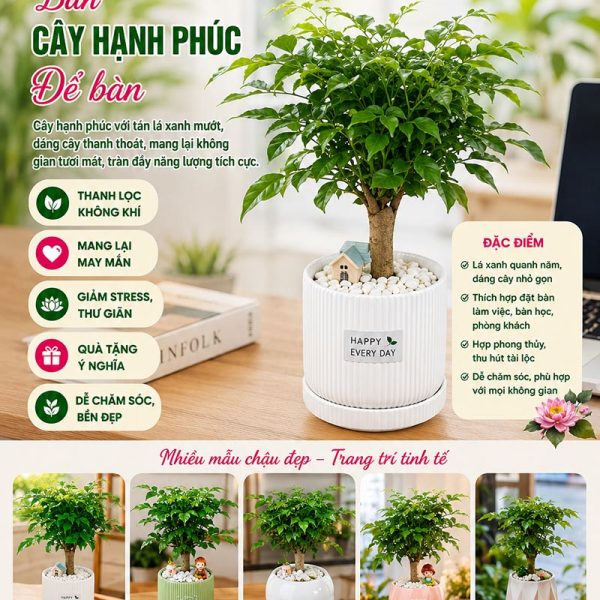 Cây hạnh phúc để bàn