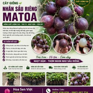 matoa
