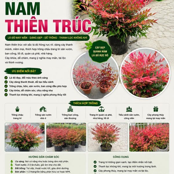 Cây nam thiên trúc lá đỏ