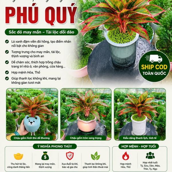 Cây phú quý