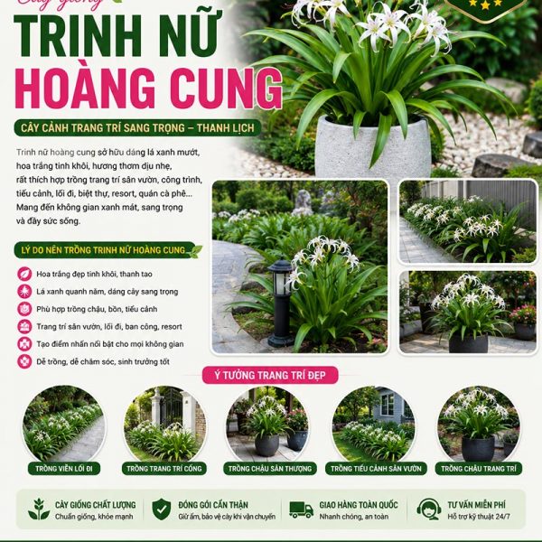 Cây trinh nữ hoàng cung - Đặc điểm, ý nghĩa, công dụng, cách trồng và chăm sóc cây trinh nữ hoàng cung