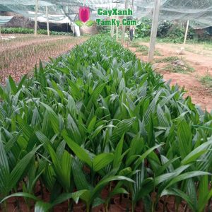 cay-cau-giong (1)