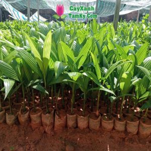 cay-cau-giong (6)