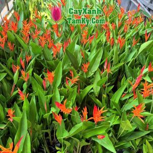 cay-chuoi-thai (1)