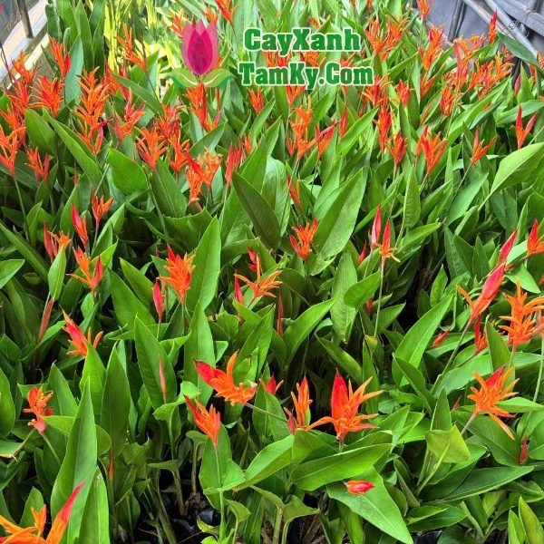 Cây chuối thái