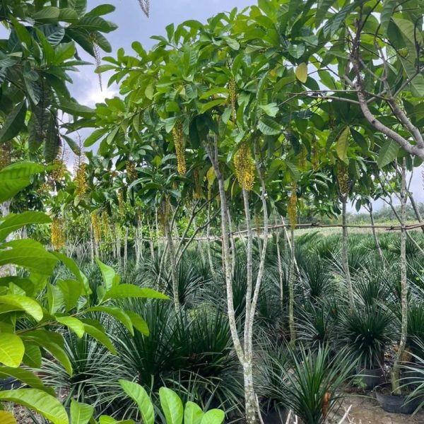 Cây lộc vừng hoa vàng
