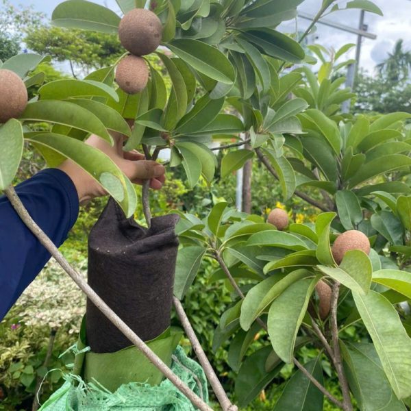 Cây sapo xoài (hồng xiêm xoài)