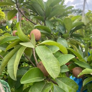 cay-sapo-xoai (4)